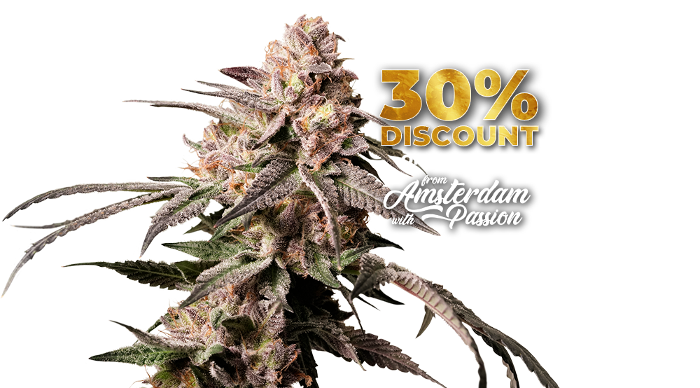 Slush Mint Cake Dutch Passion